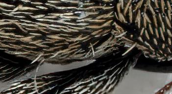 Réf. 298 968 : Pseudorchestes persimilis